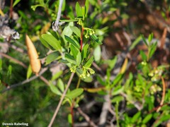 Periploca laevigata