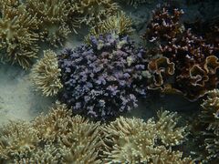 Porites rus