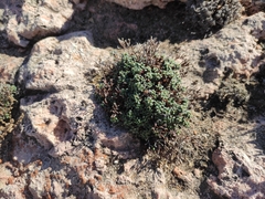 Limonium pseudominutum