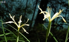 Iris tenuissima