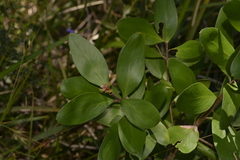 Persoonia stradbrokensis