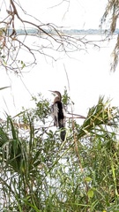 Anhinga