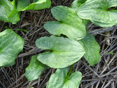 Arisarum simorrhinum