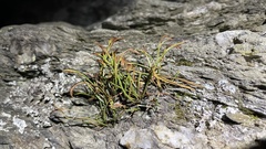 Asplenium septentrionale