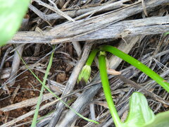 Arisarum simorrhinum