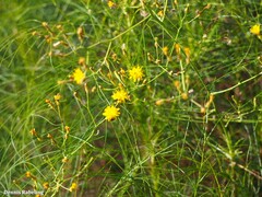 Asteraceae