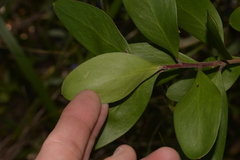 Persoonia stradbrokensis