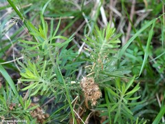 Allagopappus canariensis