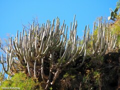 Euphorbia canariensis