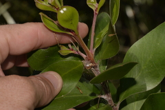 Persoonia stradbrokensis