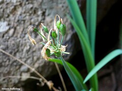 Pancratium canariense