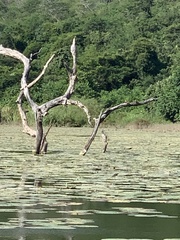 Dendrocygna autumnalis