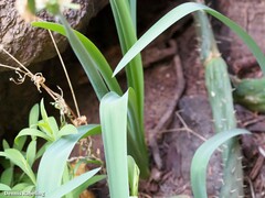 Pancratium canariense