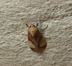 Bertholdia yashoquintela