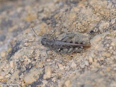 Calliptamus plebeius