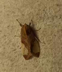 Bertholdia yashoquintela