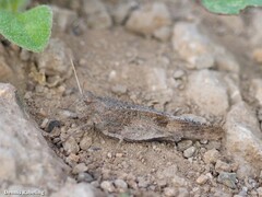 Oedipoda canariensis