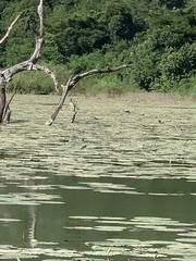 Dendrocygna autumnalis