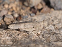 Oedipoda canariensis