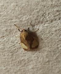 Bertholdia yashoquintela