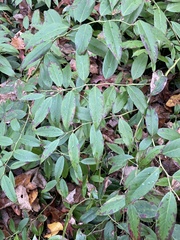 Leucothoe