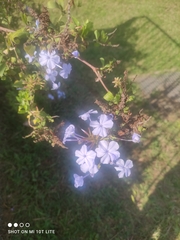 Plumbago auriculata