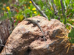 Gallotia galloti galloti