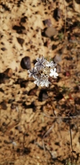 Ursinia