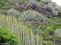 Euphorbia canariensis