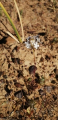 Ursinia