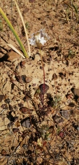 Ursinia