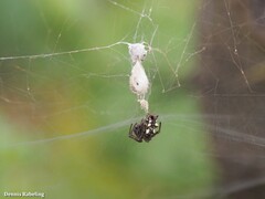 Cyrtophora citricola