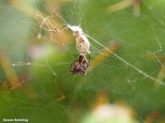 Cyrtophora citricola