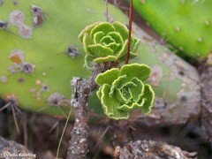 Aeonium smithii