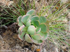 Aeonium