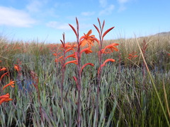 Watsonia meriana