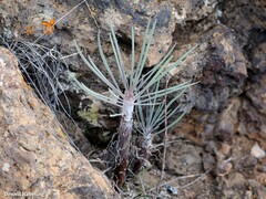 Kleinia neriifolia