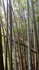 Phyllostachys edulis