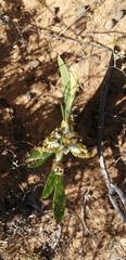 Ferraria variabilis