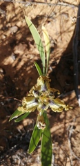 Ferraria variabilis