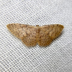 Idaea trissorma