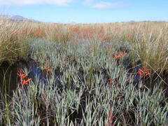 Watsonia meriana