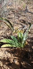 Ferraria variabilis