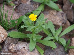 Calendula arvensis