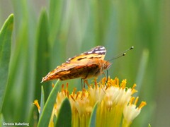 Vanessa cardui