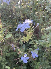 Plumbago auriculata