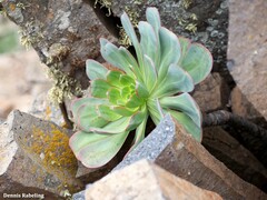 Aeonium