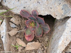 Aeonium