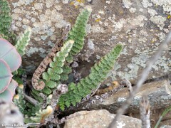 Cosentinia vellea bivalens