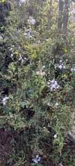 Plumbago auriculata